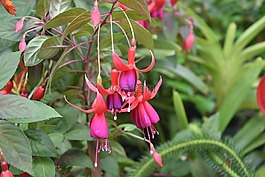 紫色花,花園,自然