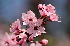 血梅,鮮花,春天