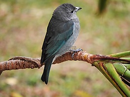 山雀,鳥,灰色唐加拉雀