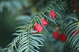 紅豆杉,秋季,水果