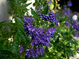 巴特花卉,藍(lán)色,花園