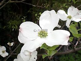 開花山茱萸,萸,山茱萸
