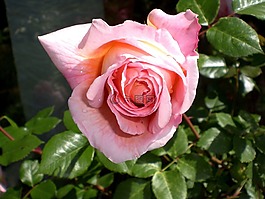 玫瑰,鮮花,玫瑰綻放