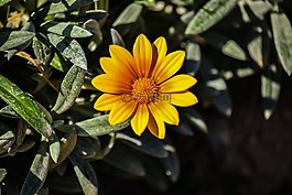 雜色菊,自然,植物區(qū)系