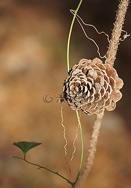 松球果,自來水,樹木