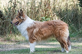牧羊犬,狗,動(dòng)物