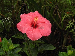 mimo的維納斯,花卉,槿