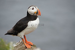 海雀,冰島,鳥