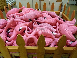 粉紅色,火烈鳥,鳥