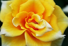 玫瑰,黃色,開(kāi)花