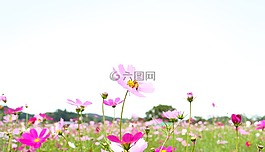 宇宙,蜜蜂,天空