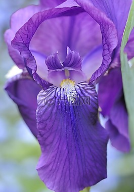 鳶尾花,花,廠