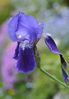 鳶尾花,花,廠