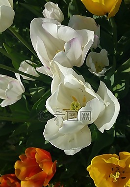 花園,鮮花,花卉園