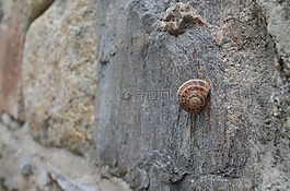克諾斯,蝸牛,石