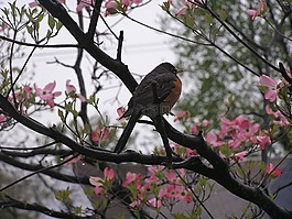 鳥(niǎo),知更鳥(niǎo),野生動(dòng)物