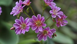 bitterwurz,花,廠