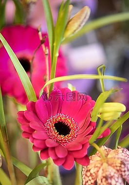 花,性質(zhì),廠