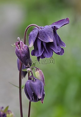 鴿的,花,廠