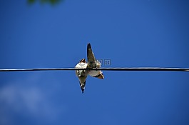 himmel,鳥,線程