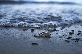 海灘,水,外殼