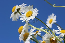 雛菊,花,春天