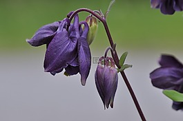 鴿的,花,廠