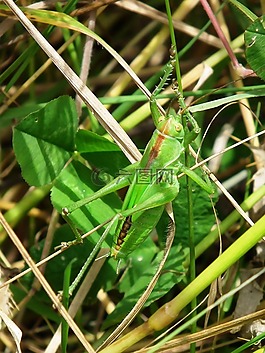 蚱蜢,綠色,昆蟲(chóng)