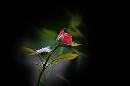 野花,花,玫瑰