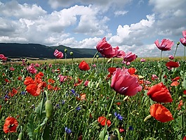 罌粟花田,罌粟,klatschmohn