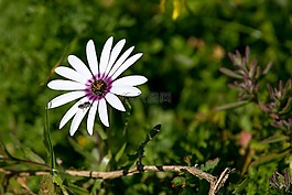 自然,植物區(qū)系,花