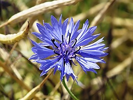 矢車菊,藍色,油菜