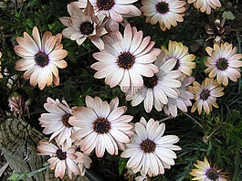 夏天,太陽(yáng),雛菊