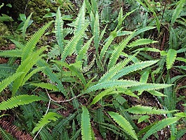 蕨类植物,植物,本机
