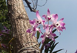 鮮花,蘭花,花園