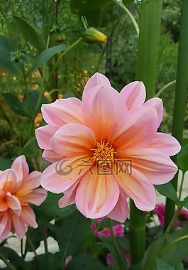 花,性質(zhì),廠