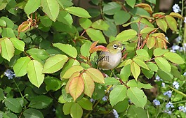 鳥,關(guān)于,玫瑰