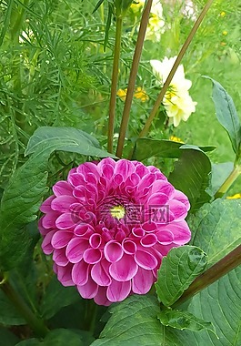 性質(zhì),廠,花園