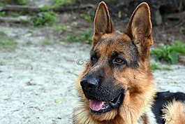 狗,動(dòng)物,德國(guó)牧羊犬