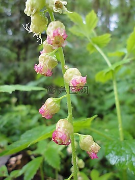 fringercup,植物,花
