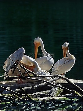 鵜鶘,動物,鳥類