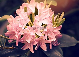 杜鹃,开花,粉红色