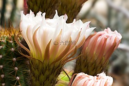 仙人掌,開(kāi)花,白