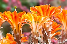 仙人掌,開(kāi)花,橙