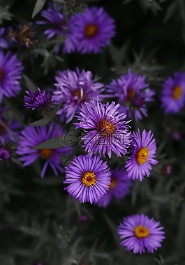 紫色,花,自然