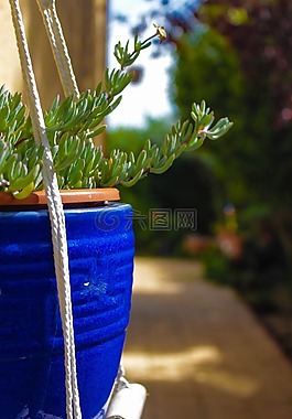植物,春,花園