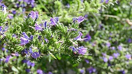 哈迪内茨,echium,紫色的花朵
