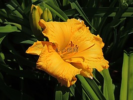 花,黃色花,鮮花