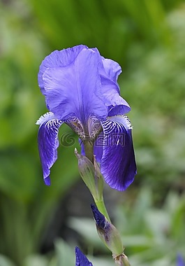 鳶尾花,百合,花