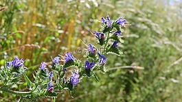 哈迪内茨,echium,紫色的花朵